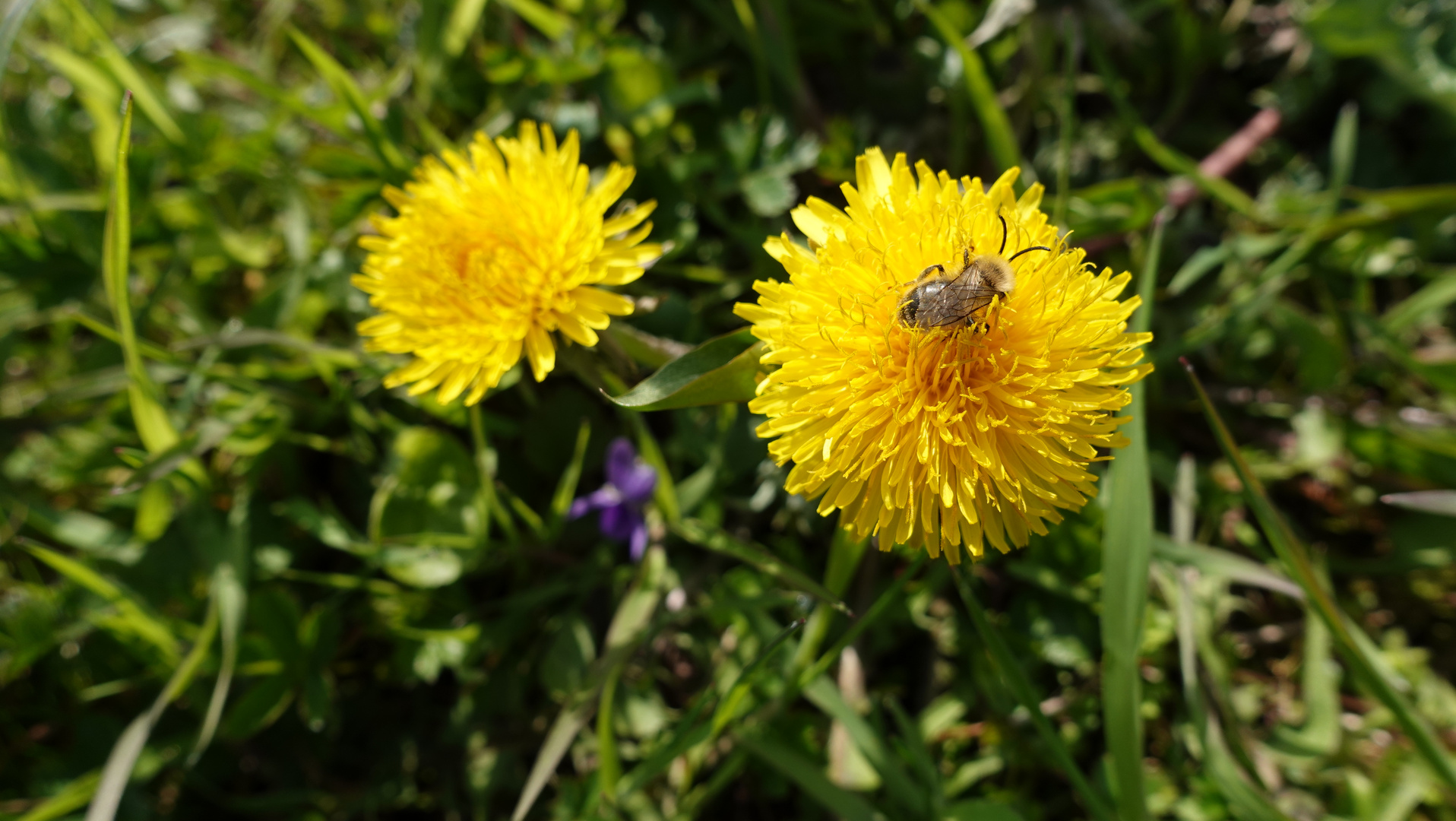 Löwenzahn mit Biene