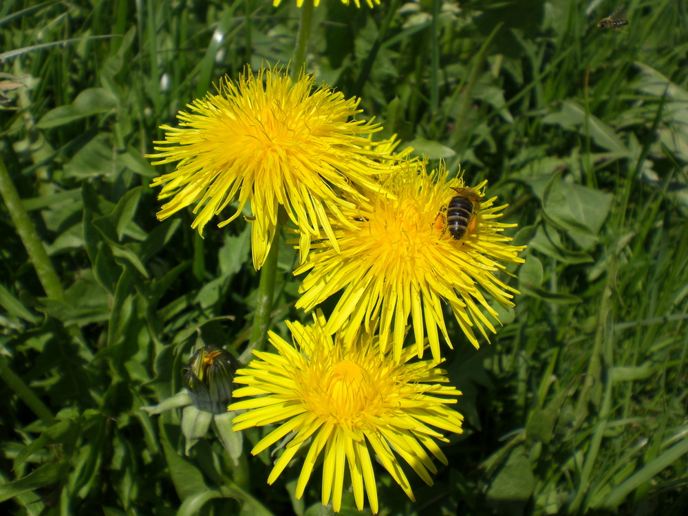 Löwenzahn mit Biene