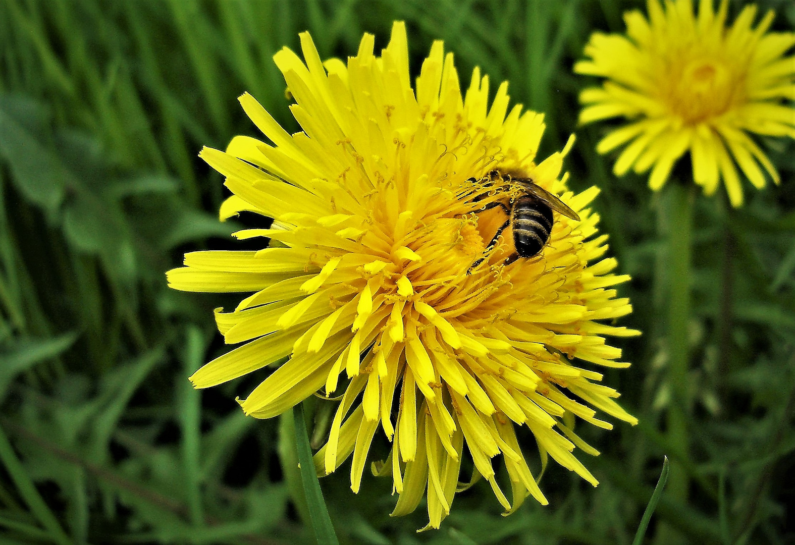 Löwenzahn  mit Biene