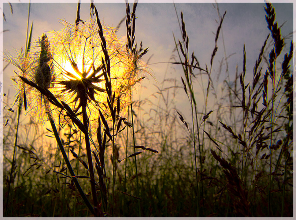 Löwenzahn mit dem Namen der Sonne