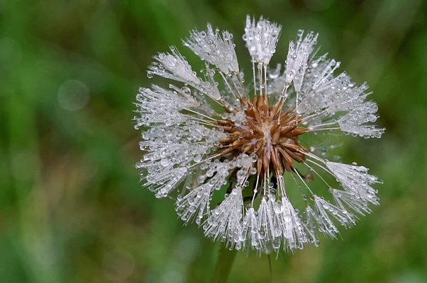 Löwenzahn mit feinen Wasserperlen