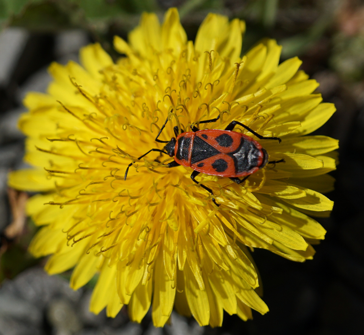 Löwenzahn mit Feuerkäfer