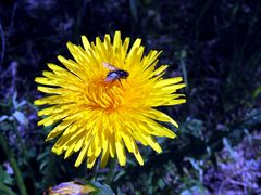 Löwenzahn mit Fliege