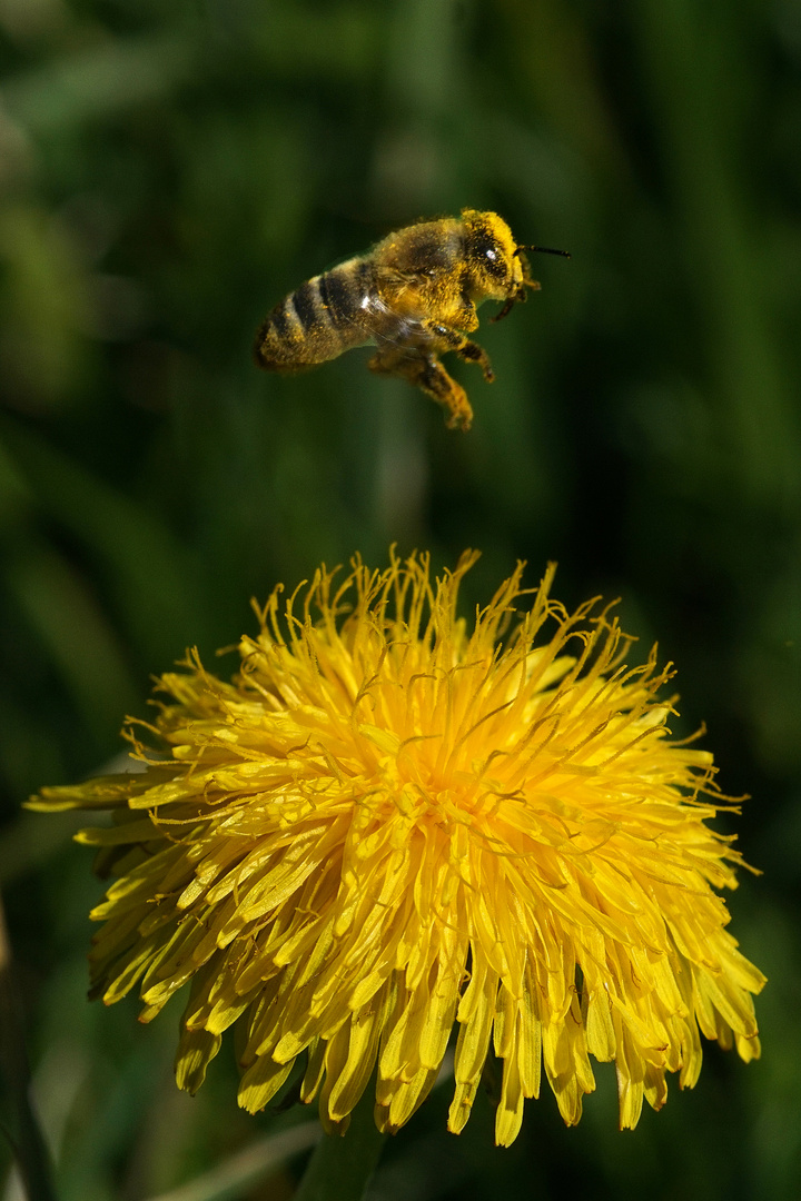 Löwenzahn mit fliegender Biene