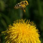 Löwenzahn mit fliegender Biene