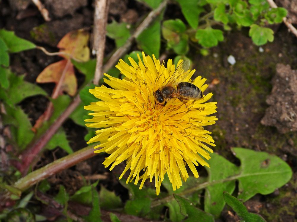 Löwenzahn mit Honigbiene