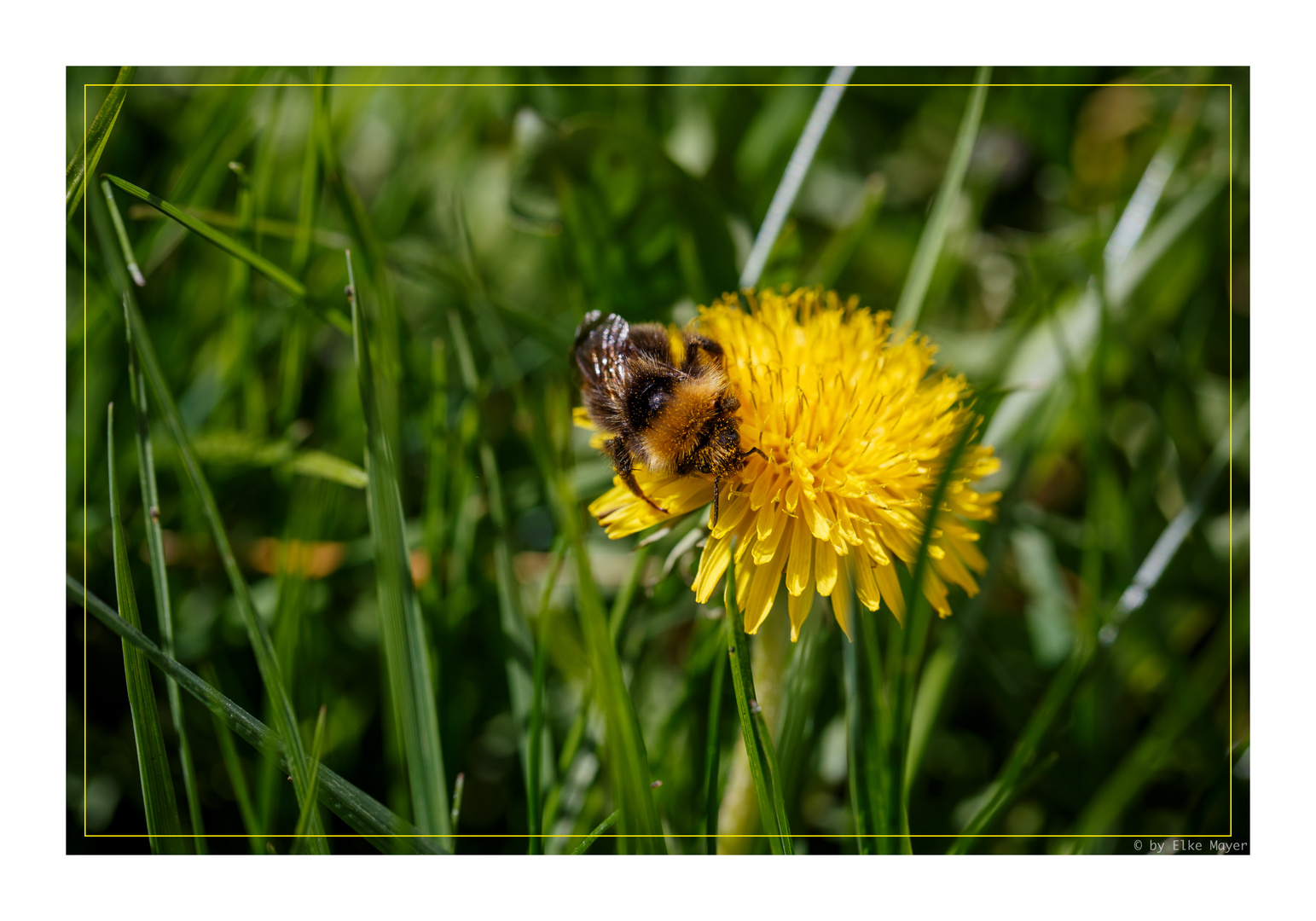 Löwenzahn mit Hummel