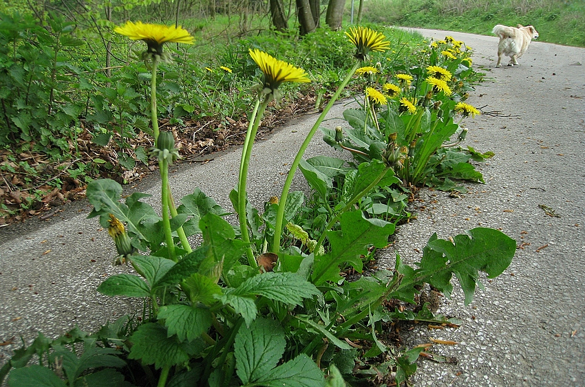 Löwenzahn mit Hund Foto &amp; Bild pflanzen, pilze &amp; flechten, blüten