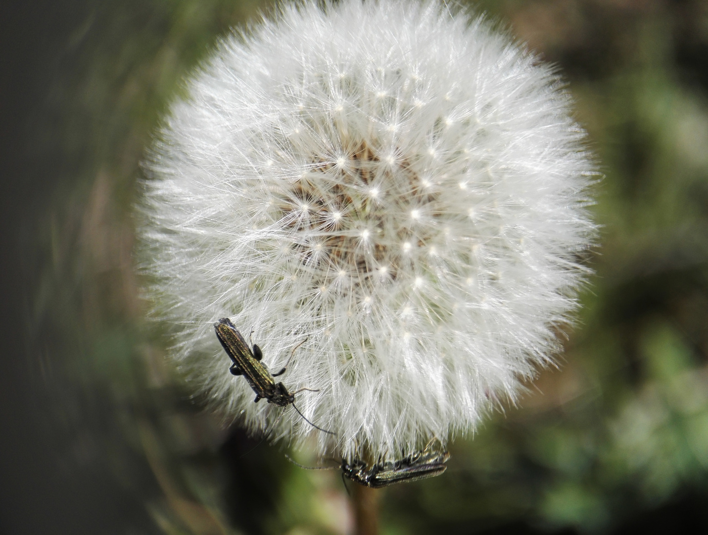 Löwenzahn mit Insekten