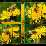 Löwenzahn mit Naschbienchen