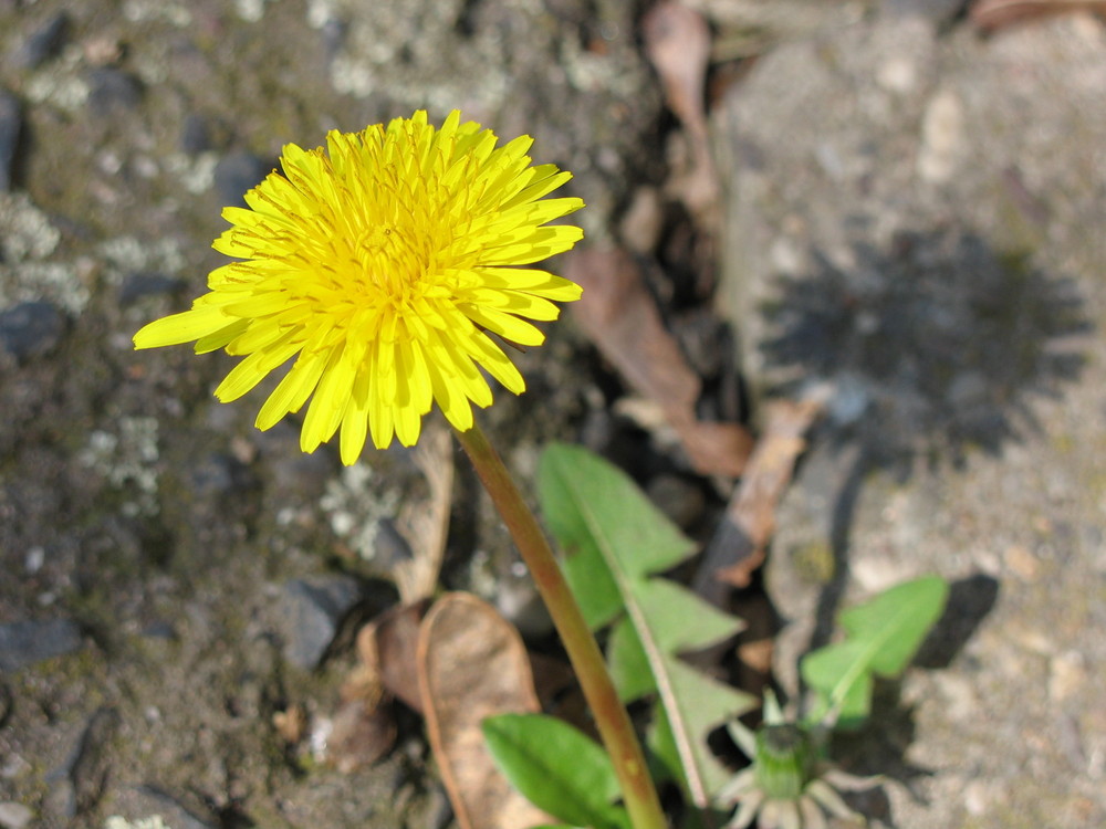 Löwenzahn mit Schatten 2009