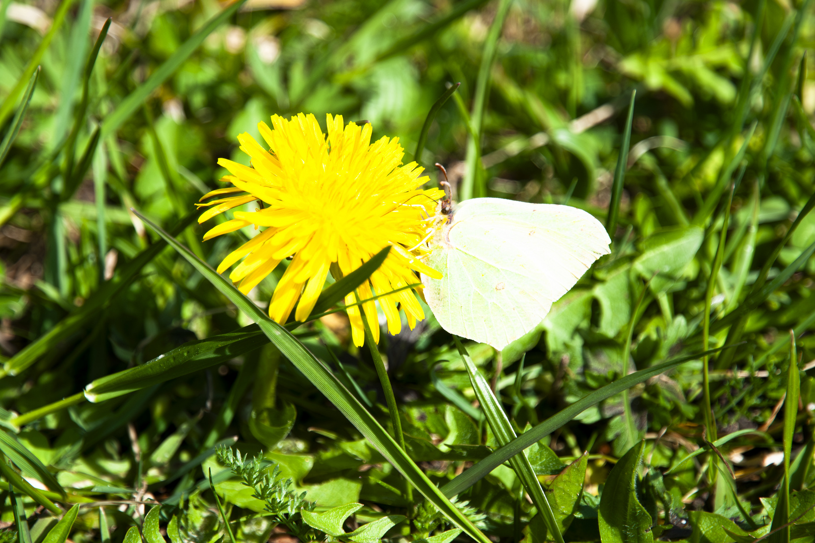 Löwenzahn mit Schmetterlinng