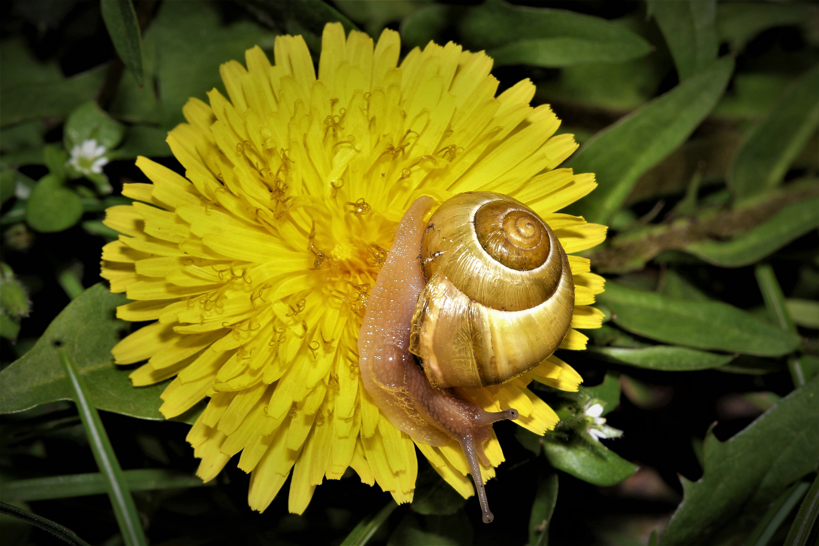 Löwenzahn mit Schnecke