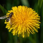 Löwenzahn mit Schwebfliege