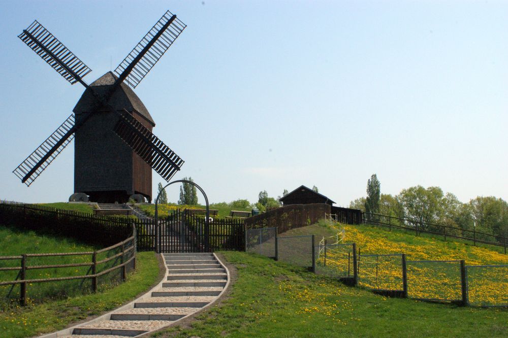 Löwenzahn mit Windmühle