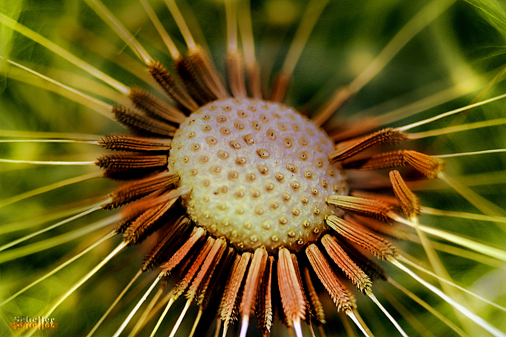 Löwenzahn nach der Blüte