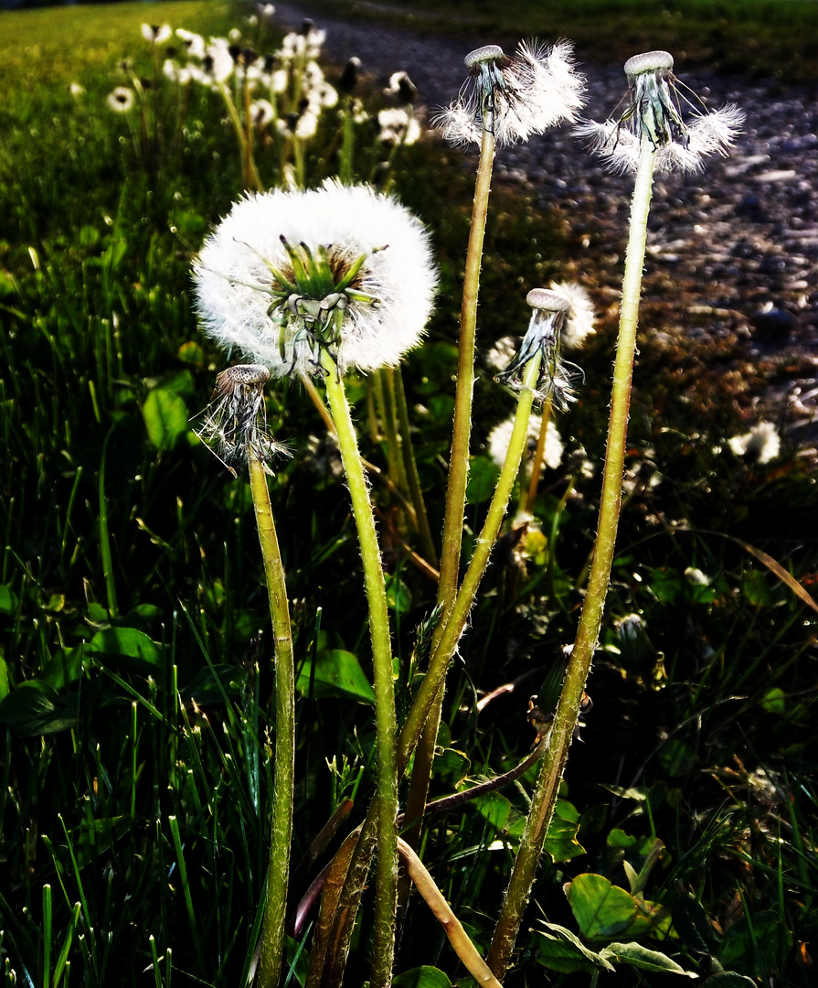 löwenzahn oder doch pusteblume