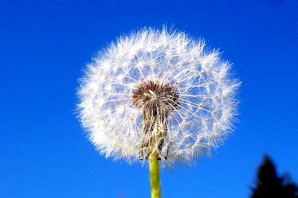 Löwenzahn oder Pusteblume