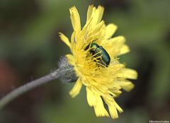 Löwenzahn-Pippau mit Gold-Rosenkäfer