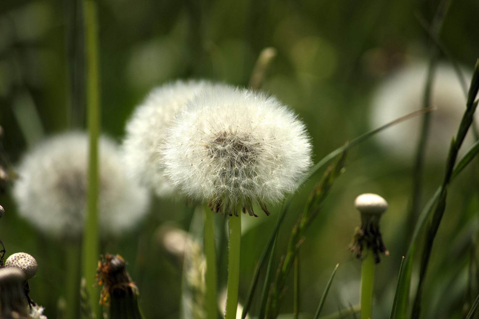 Löwenzahn - Pustblume