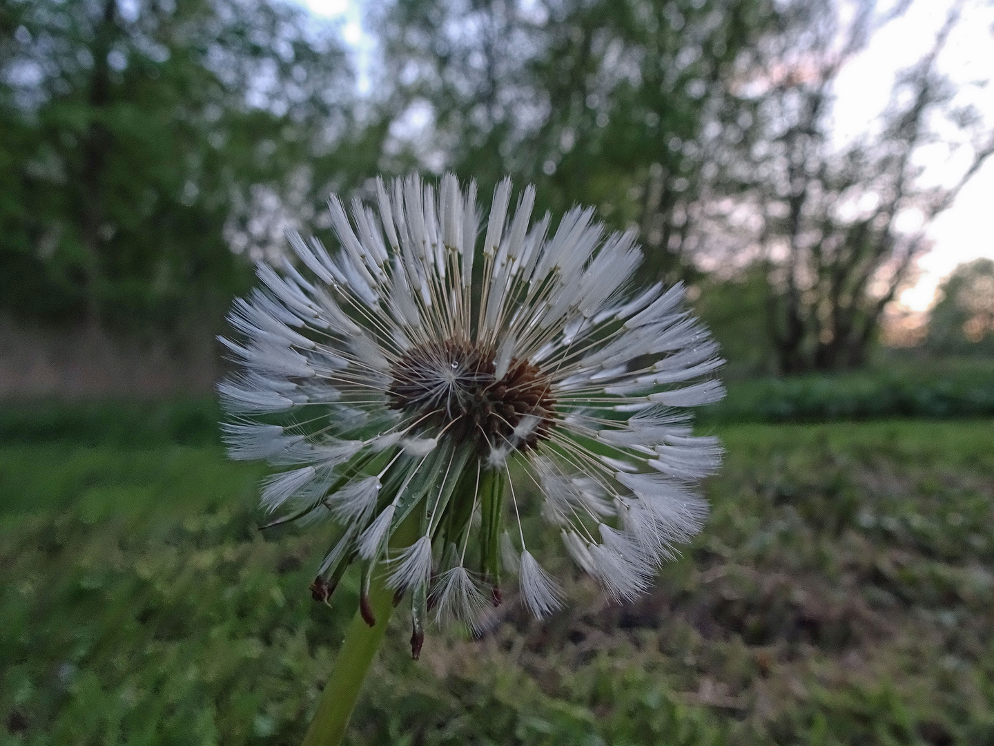 Löwenzahn (Pusteblme)