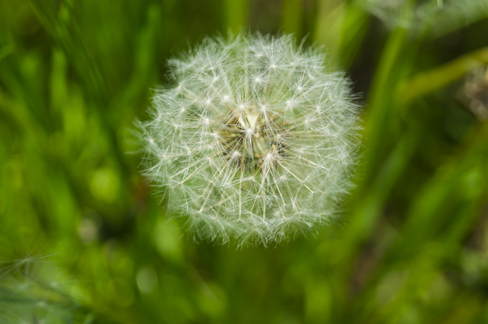 Löwenzahn / Pusteblume