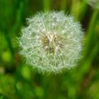 Löwenzahn / Pusteblume