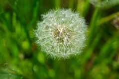 Löwenzahn / Pusteblume