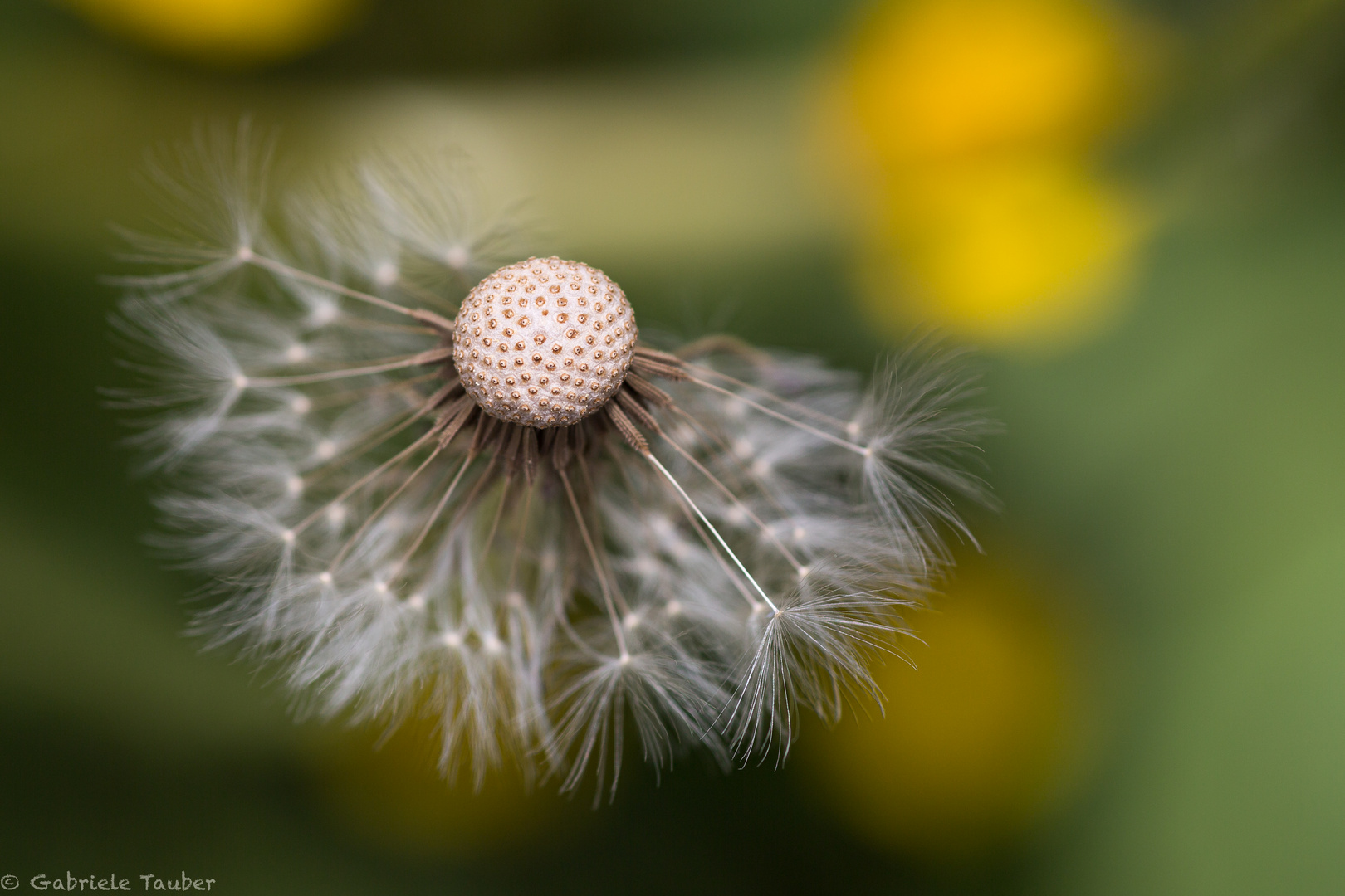 Löwenzahn Pusteblume