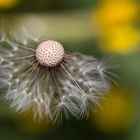 Löwenzahn Pusteblume