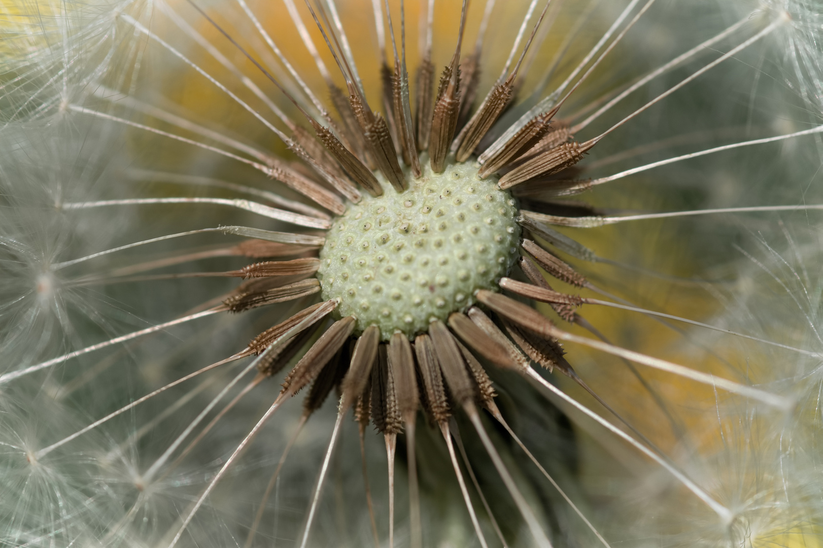 Löwenzahn / Pusteblume