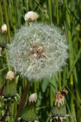 Löwenzahn Pusteblume