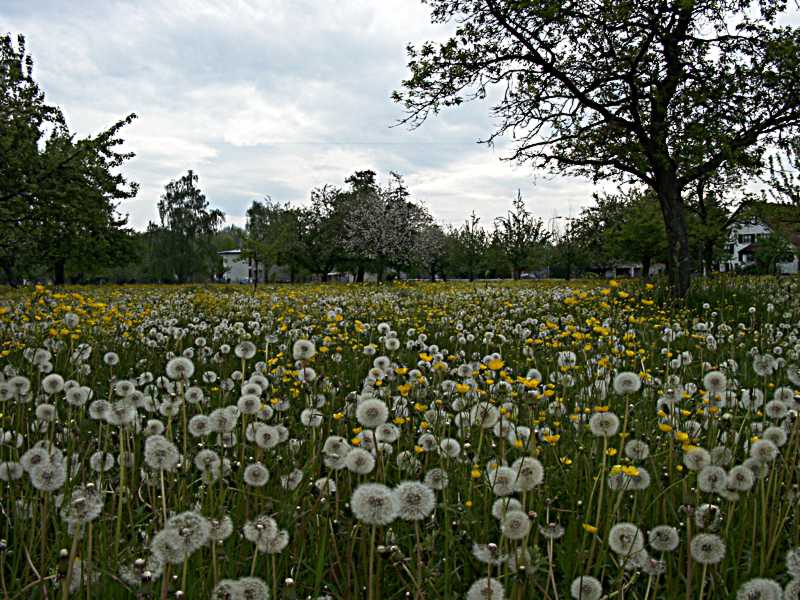 Löwenzahn / Pusteblume 2