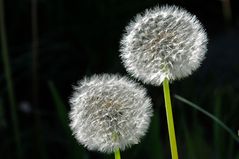 Löwenzahn, 'Pusteblume'