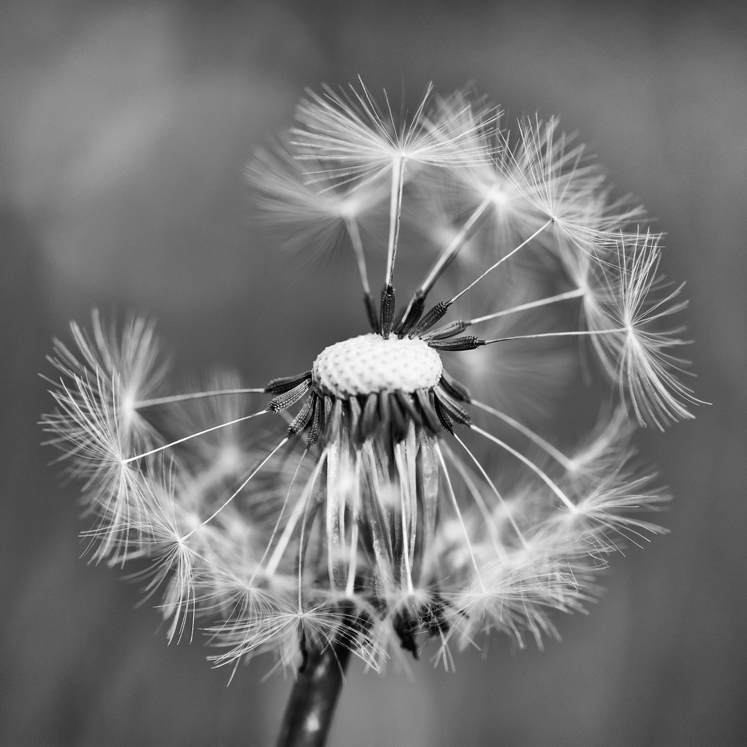 Löwenzahn / Pusteblume