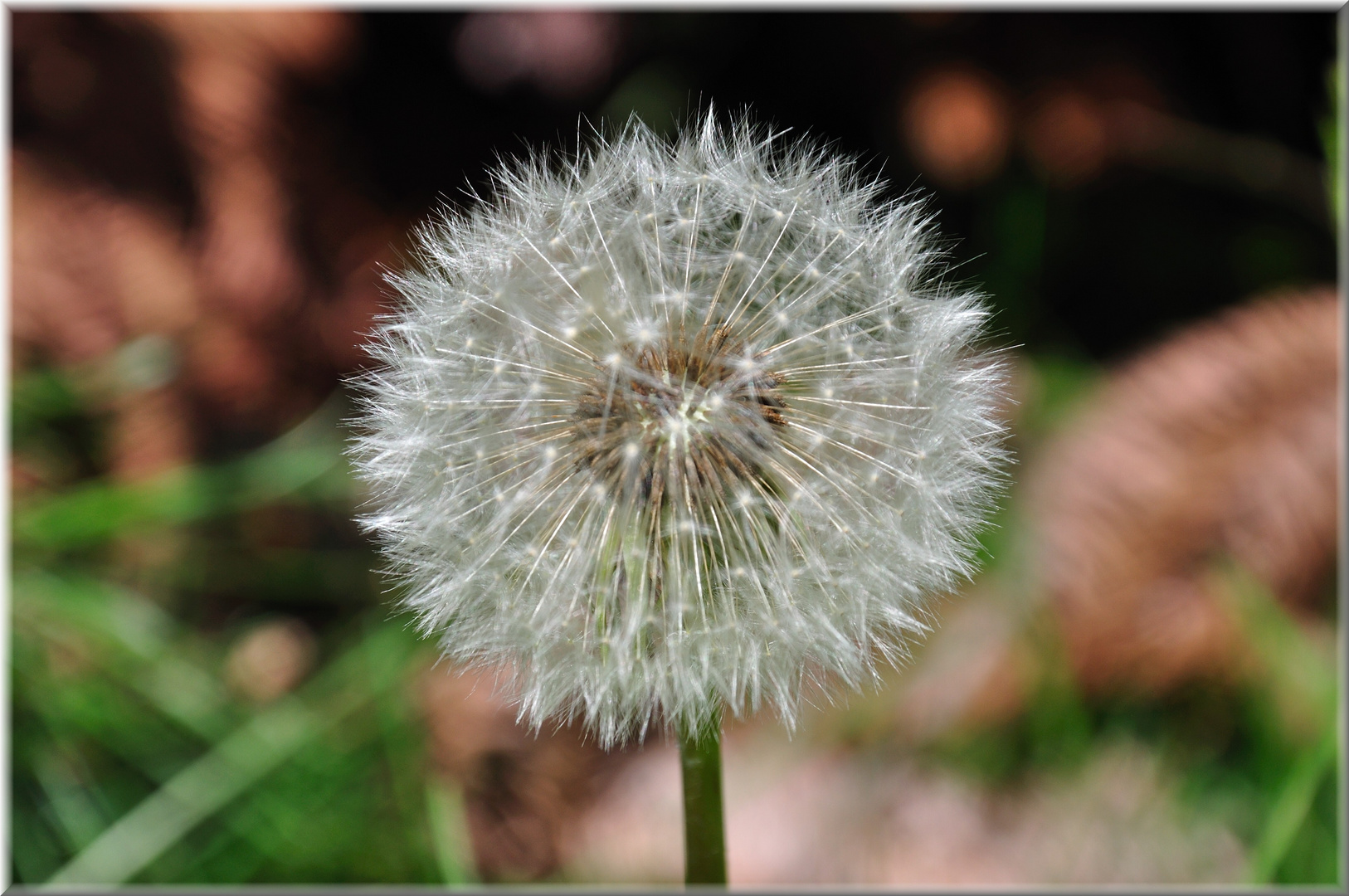 Löwenzahn - Pusteblume