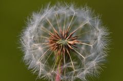 Löwenzahn / Pusteblume