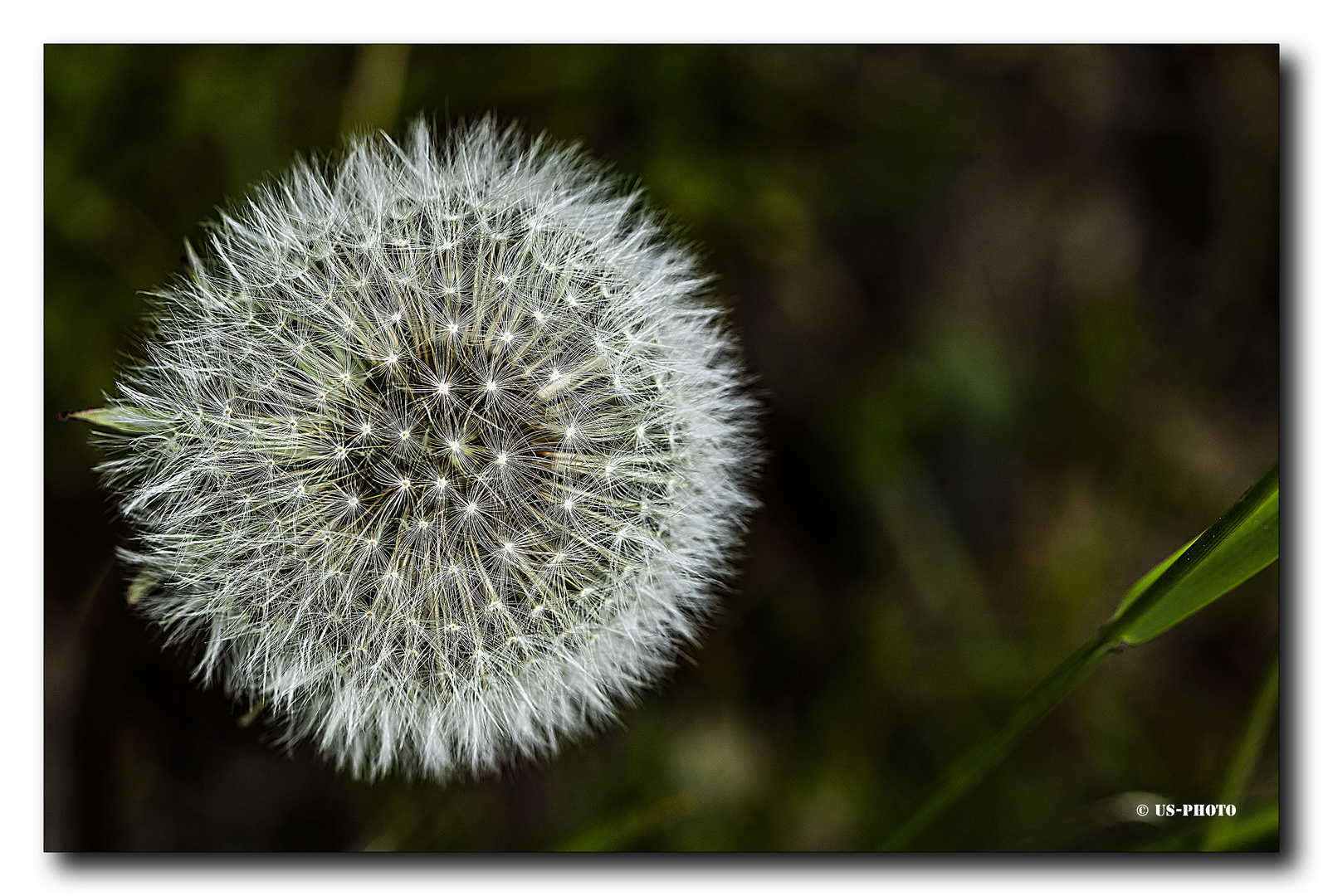 Löwenzahn (Pusteblume)