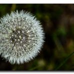 Löwenzahn (Pusteblume)