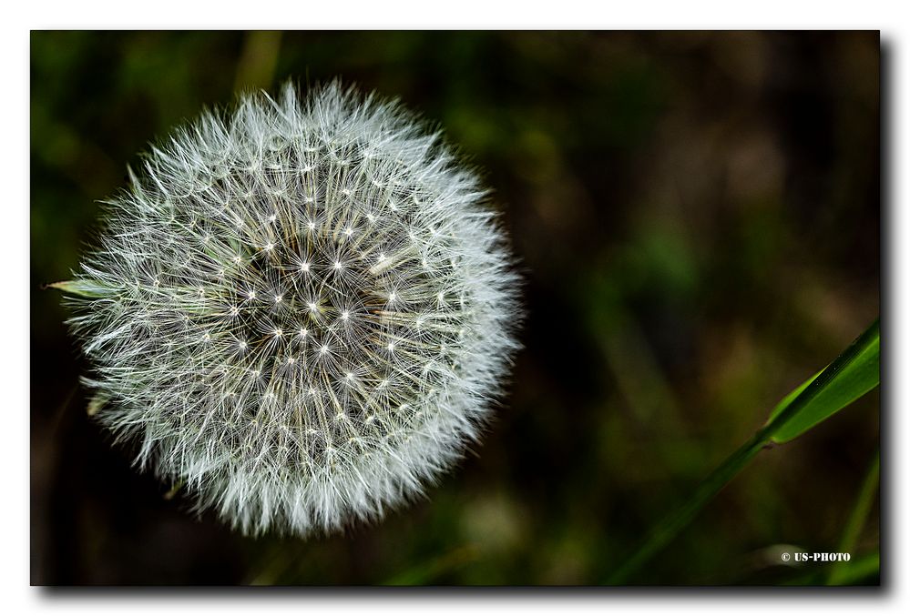 Löwenzahn (Pusteblume)