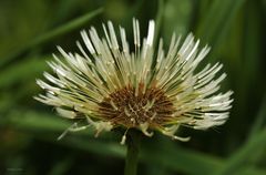 Löwenzahn-Pusteblume