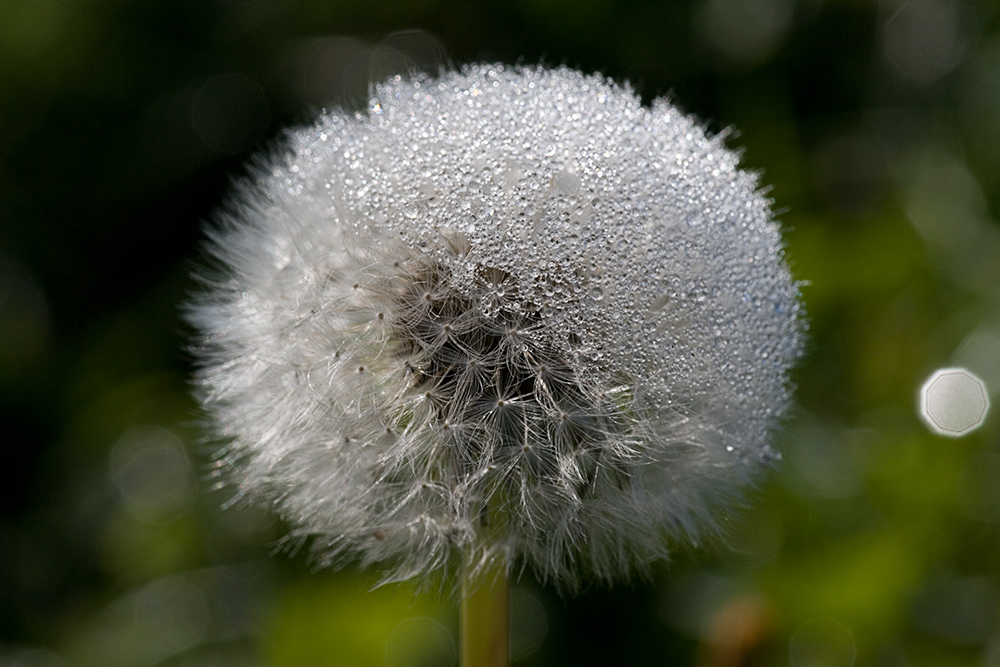 Löwenzahn ("Pusteblume")