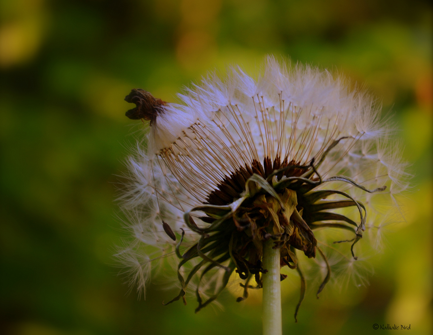 Löwenzahn - Pusteblume