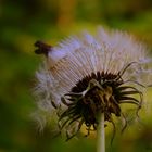 Löwenzahn - Pusteblume