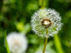 Löwenzahn - Pusteblume