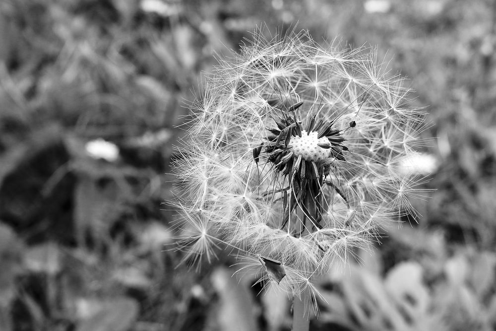 Löwenzahn - Pusteblume