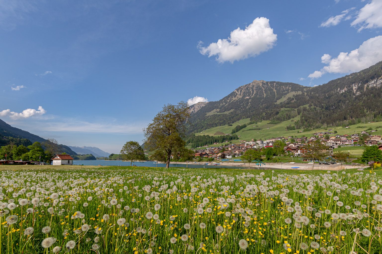 Löwenzahn, Pusteblume