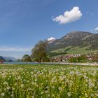 Löwenzahn, Pusteblume