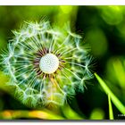 Löwenzahn (Pusteblume)