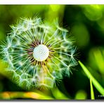 Löwenzahn (Pusteblume)